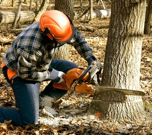 Tree Removal in Dorr, MI